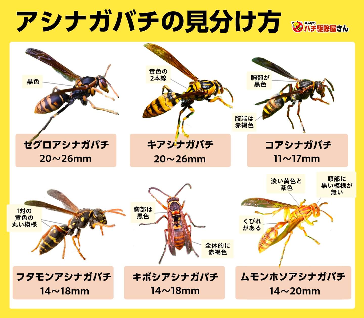 アシナガバチの見分け方