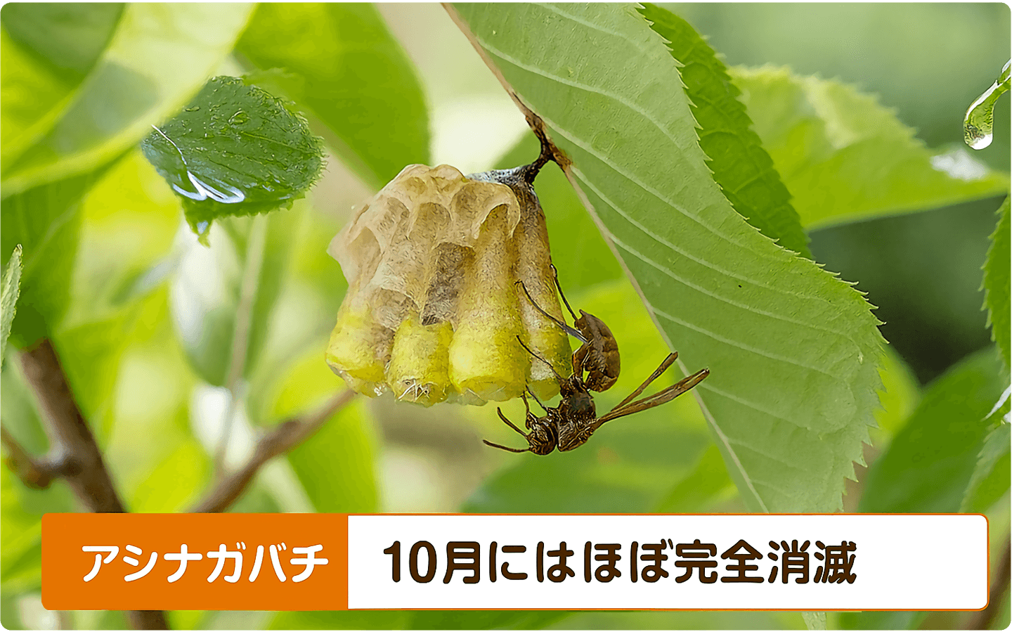アシナガバチは10月にはほぼ完全消滅
