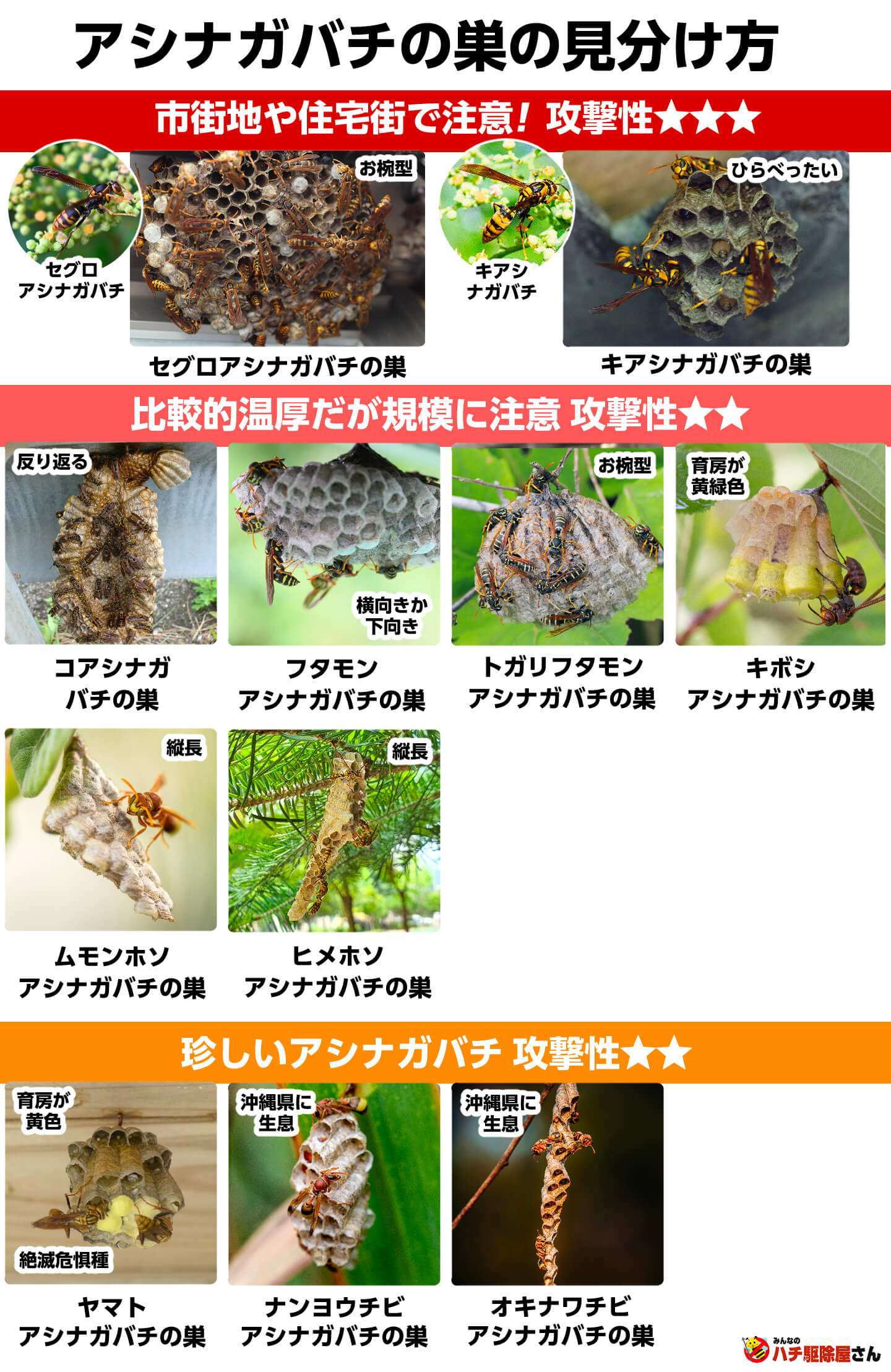 アシナガバチの巣の見分け方
