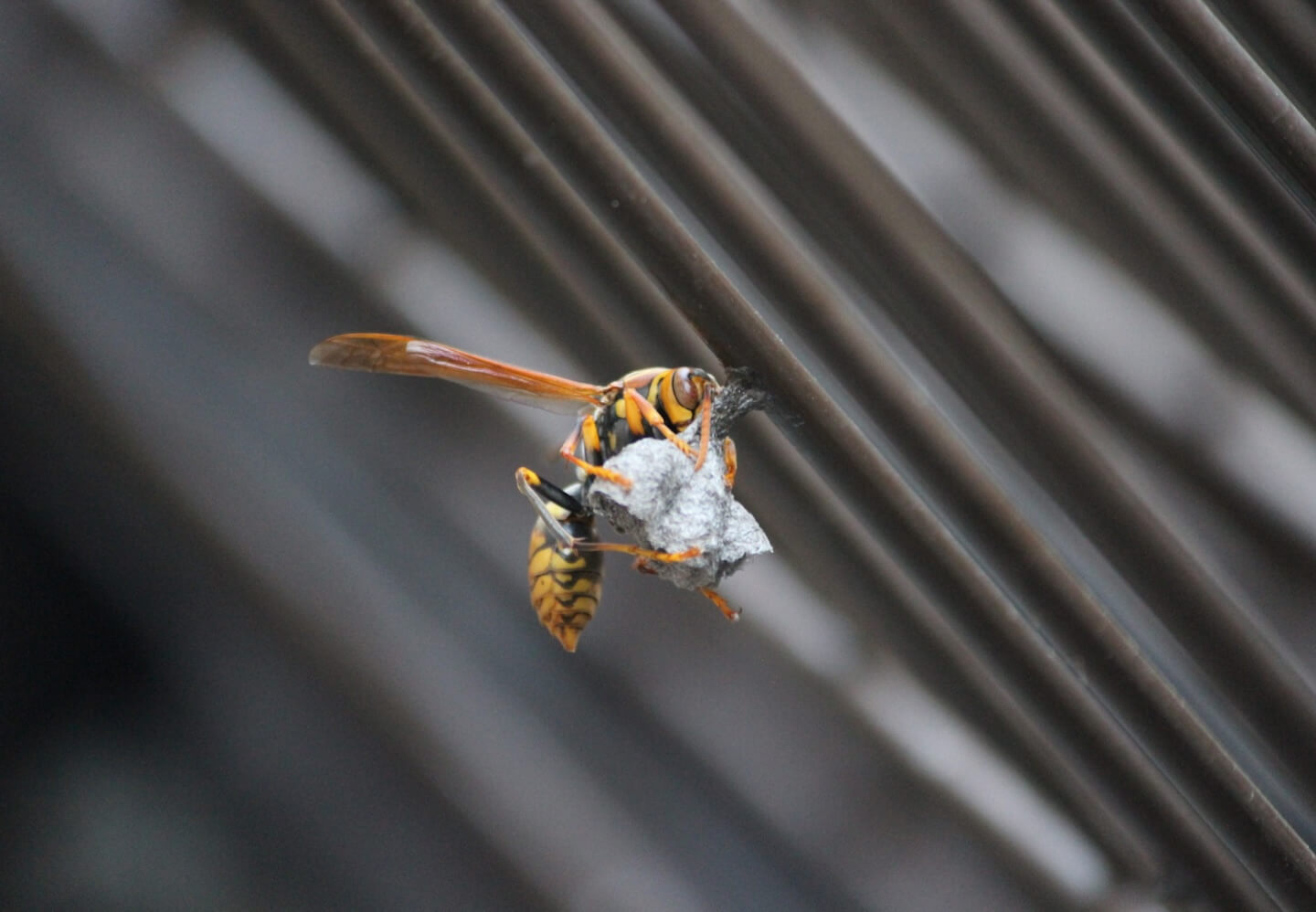 アシナガバチと作り始めの巣