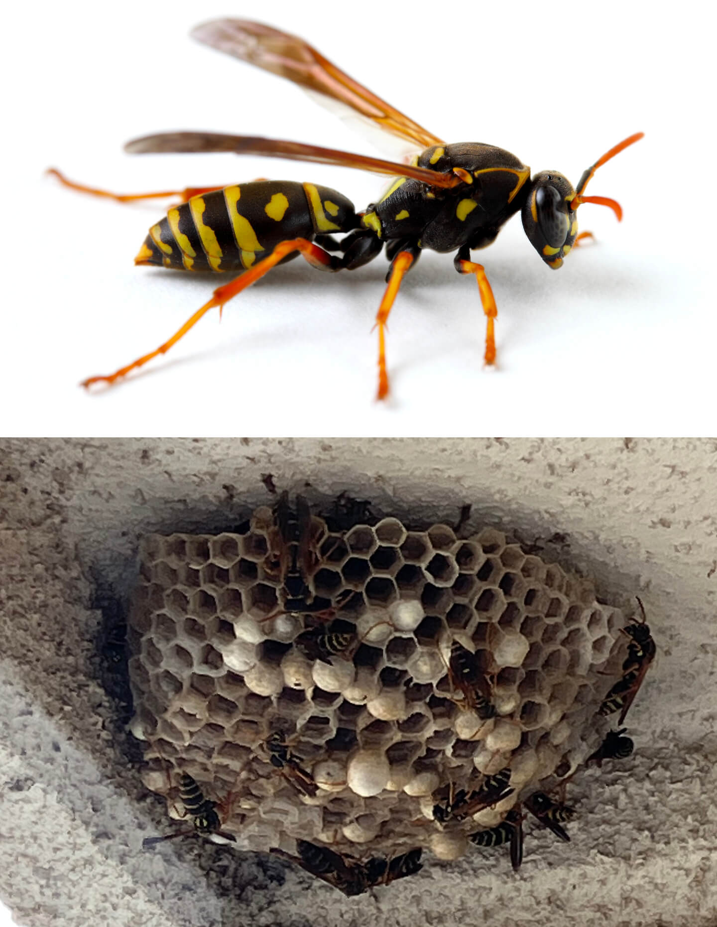 アシナガバチと巣