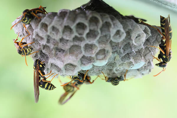 アシナガバチのシャワーヘッド型の巣