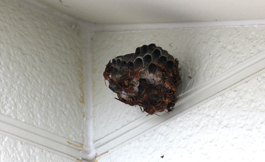 壁にくっついているアシナガバチの巣