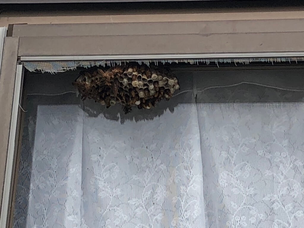 窓枠に作られたアシナガバチの巣