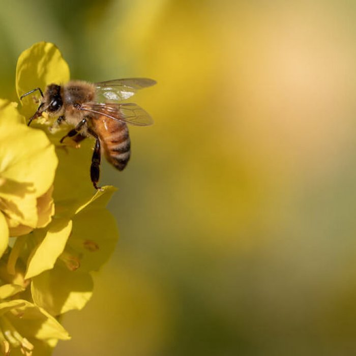 意外と知らない ミツバチの生態と一生 不思議な習性を徹底解説