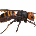 最強オオスズメバチの徹底対策：巣や駆除方法も