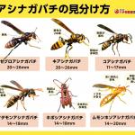 アシナガバチの種類と巣の見分け方、危険度、特徴を写真で解説