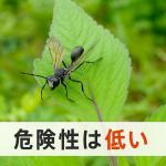 アナバチの毒性と巣の駆除