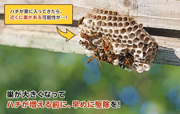 ハチが家の中に入ってきたら近くに巣があるかも。巣が大きくなる前に早めの駆除を