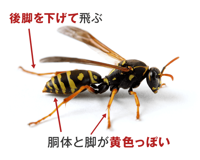 アシナガバチの特徴