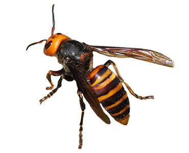 ハチの種類と特徴 見分け方と危険性を知る