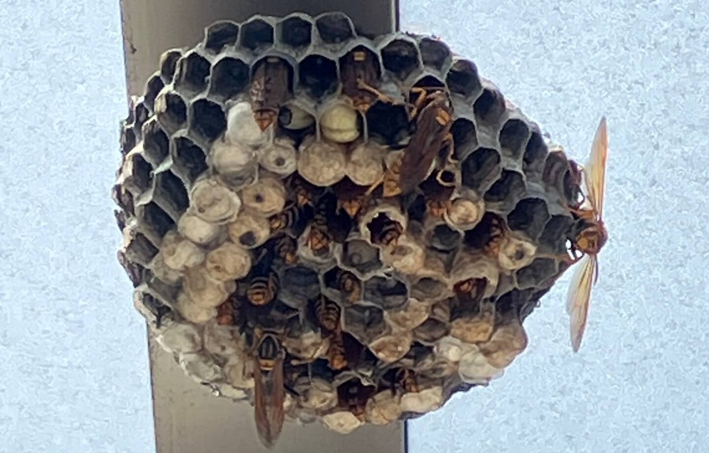 アシナガバチの巣
