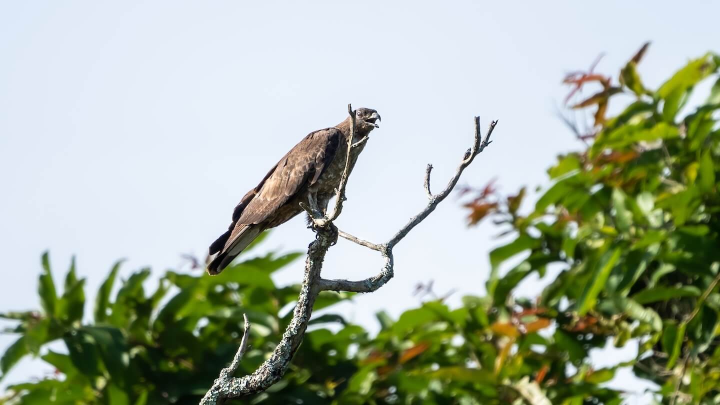 スズメバチの天敵ランキング】1位は熊！でも、あなたの家の巣は駆除し