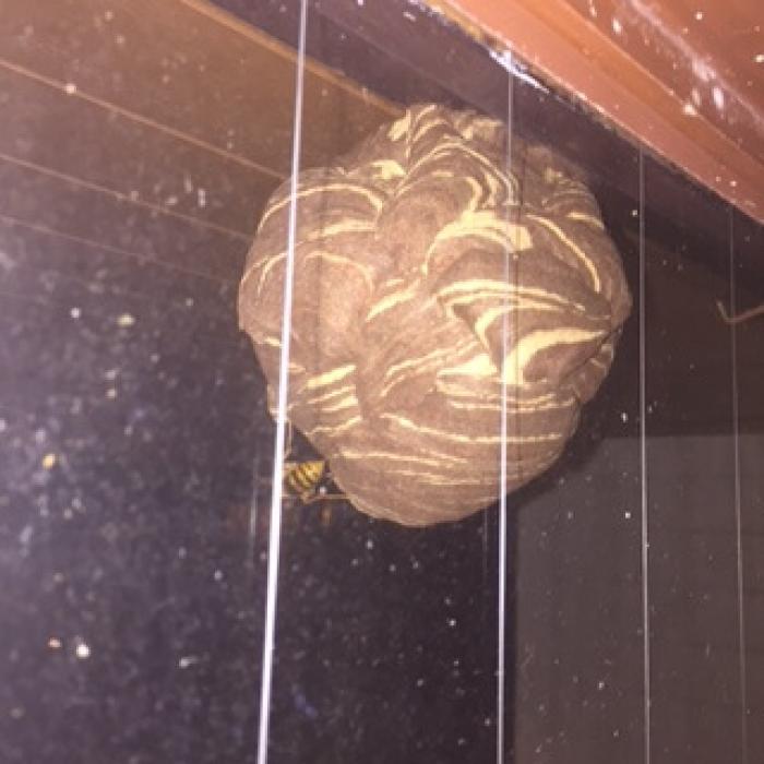 蜂の巣 ギネス認定】世界一のハチの巣が展示された珍スポット『蜂天国』に行っ