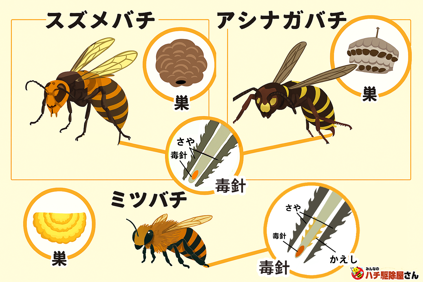 スズメバチ・アシナガバチ・ミツバチの毒針