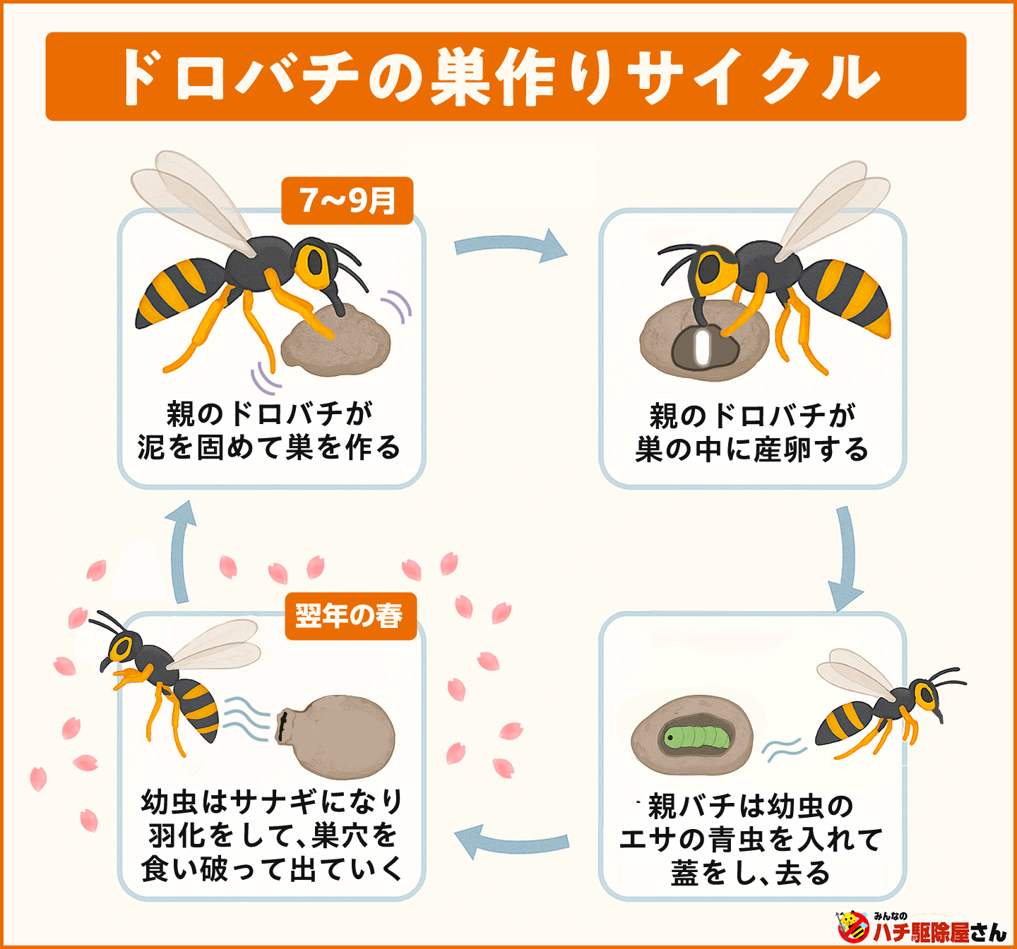ドロバチの巣作りサイクル
