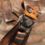 プロが教える：コガタスズメバチの巣と駆除、注意点