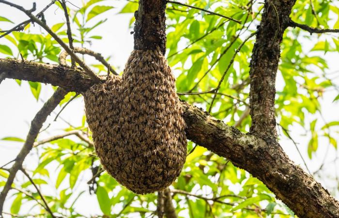 昆虫標本　ニホンミツバチ　巣盤　3番　3270g 昆虫標本 ニホンミツバチ 巣盤 3番 3270g 虫標本