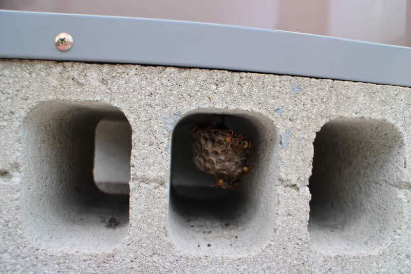 コンクリートブロックの中にアシナガバチの巣が