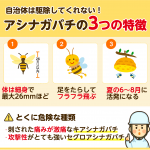 刺されず、安全にアシナガバチを自力駆除する方法【プロの駆除事例あり】