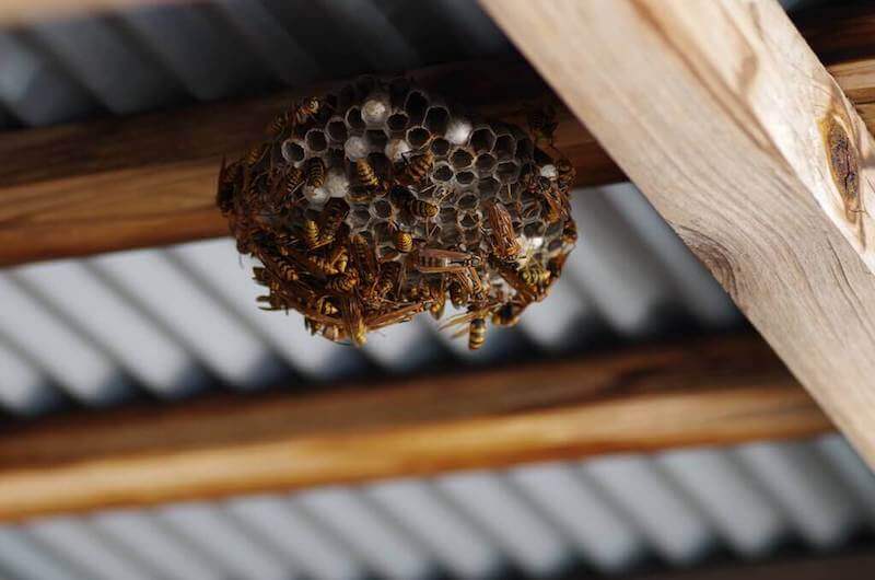 どんどん大きくなりハチの数も増えた巣