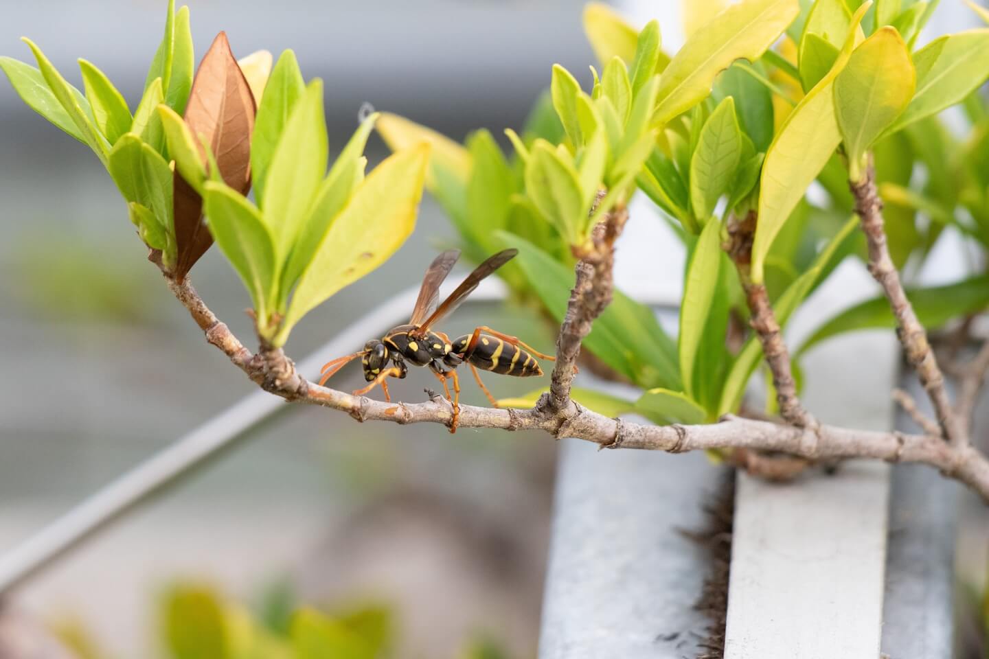 フタモンアシナガバチ