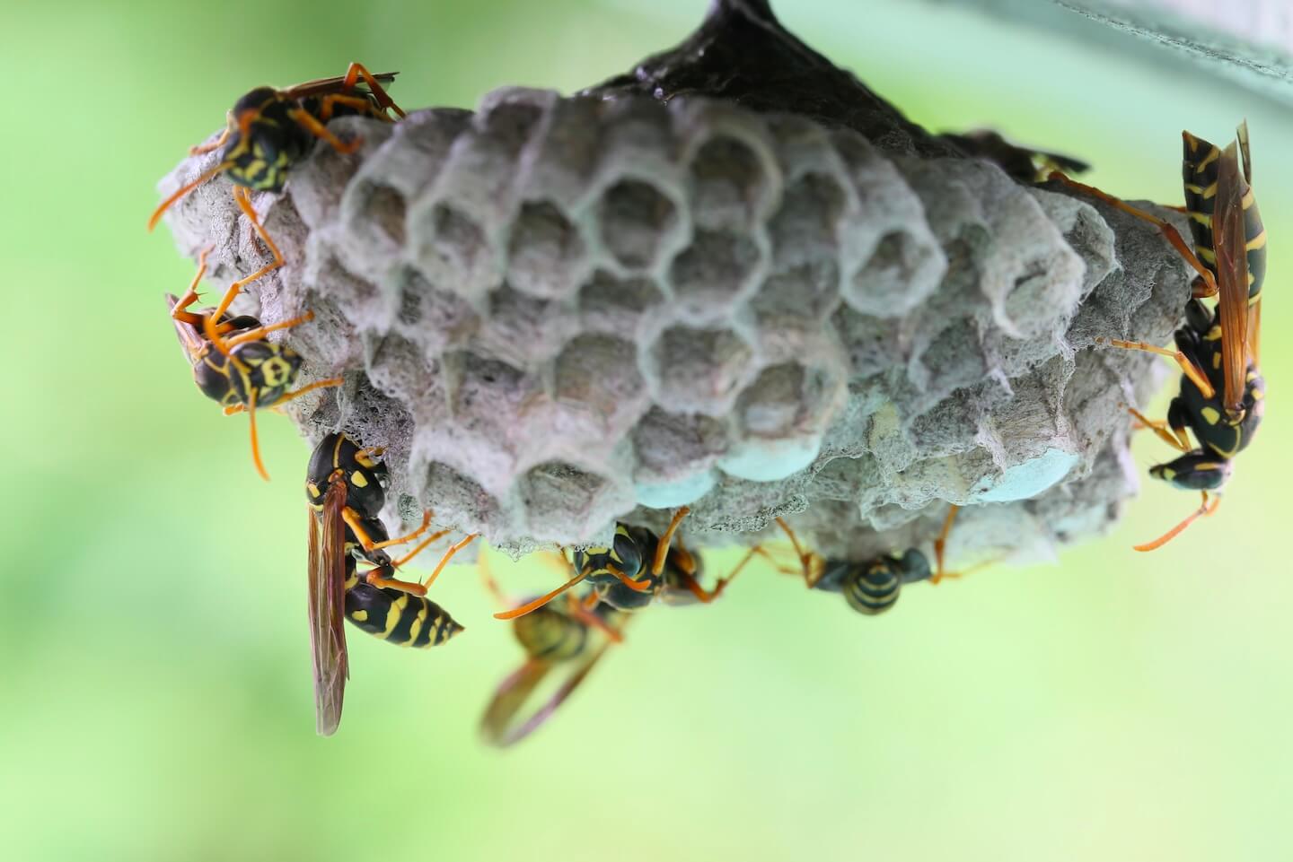 フタモンアシナガバチの巣