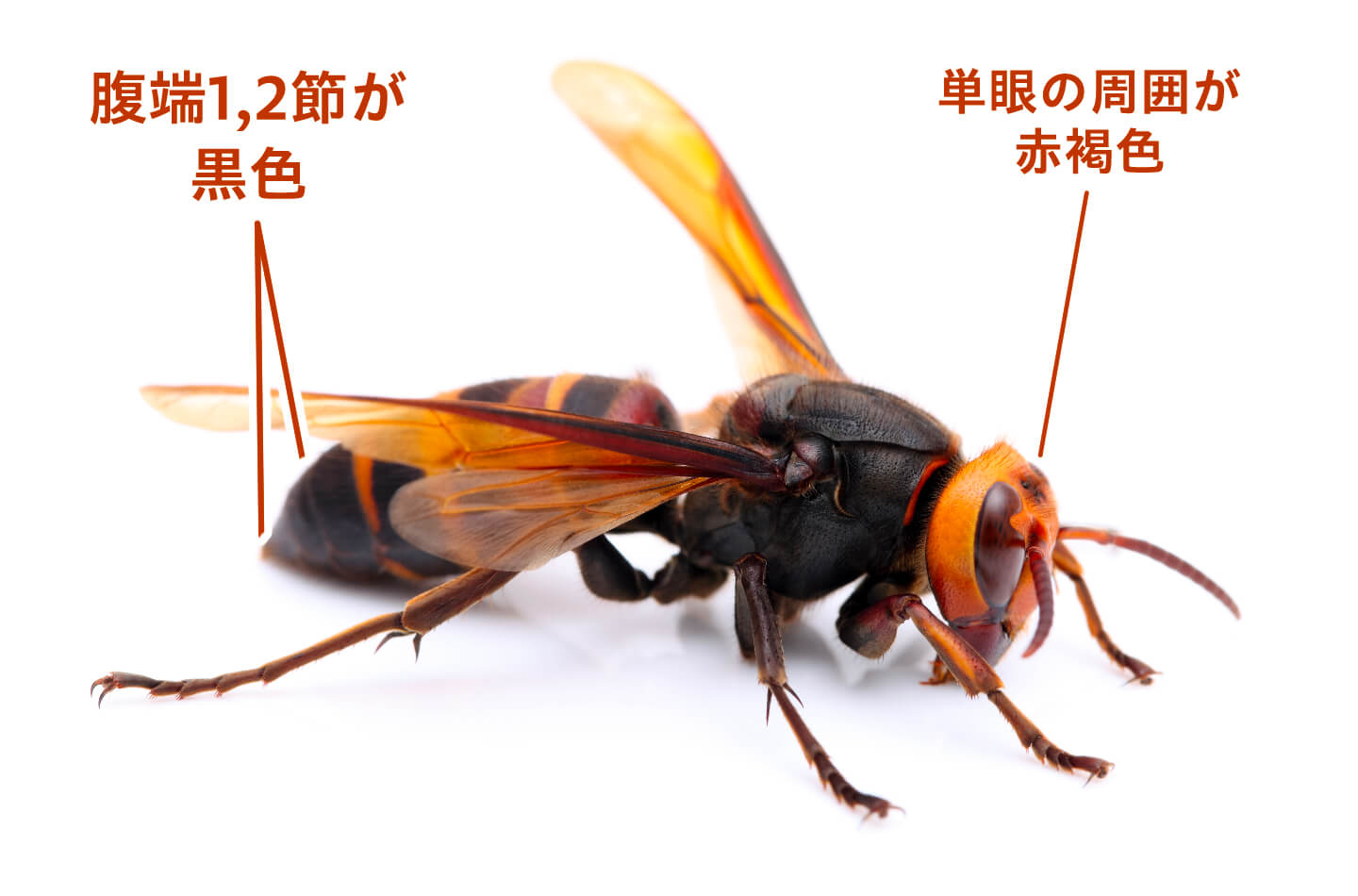 ヒメスズメバチ