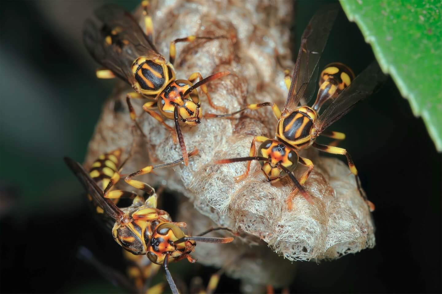 ヒメアシナガバチ