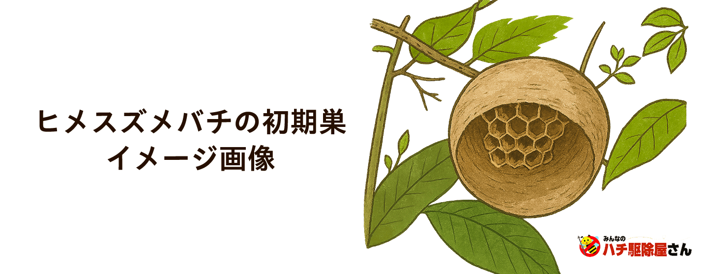 ヒメスズメバチの初期巣イメージ画像