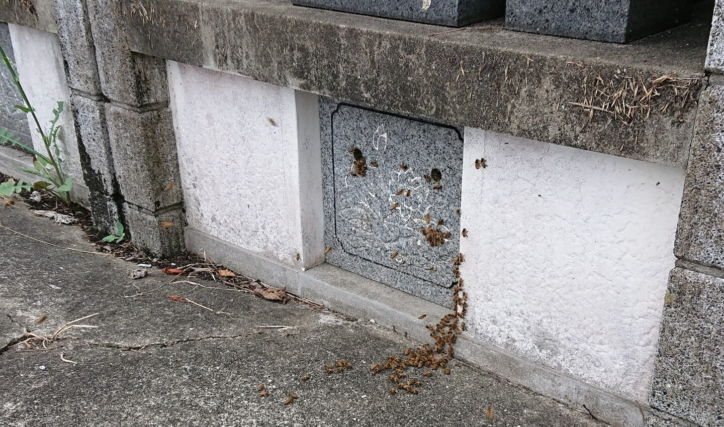 墓石から出入りするミツバチ