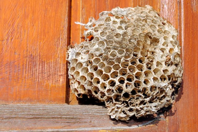 家に作られたアシナガバチの巣