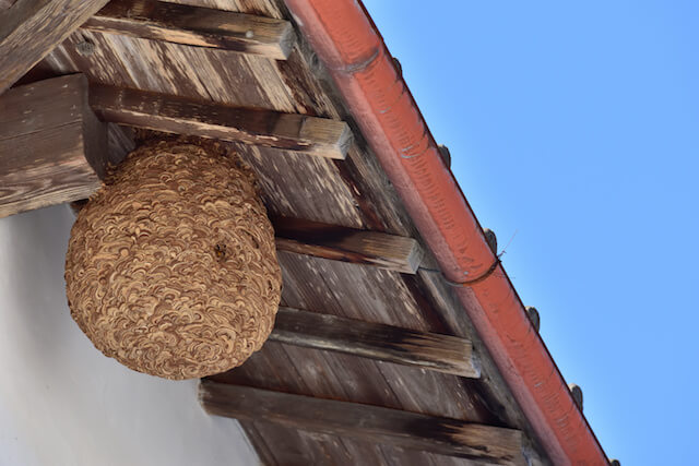 家の軒下に作られたスズメバチの巣