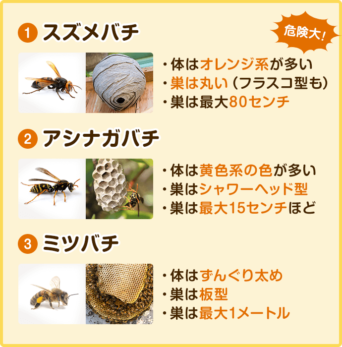 スズメバチ、アシナガバチ、ミツバチの特徴