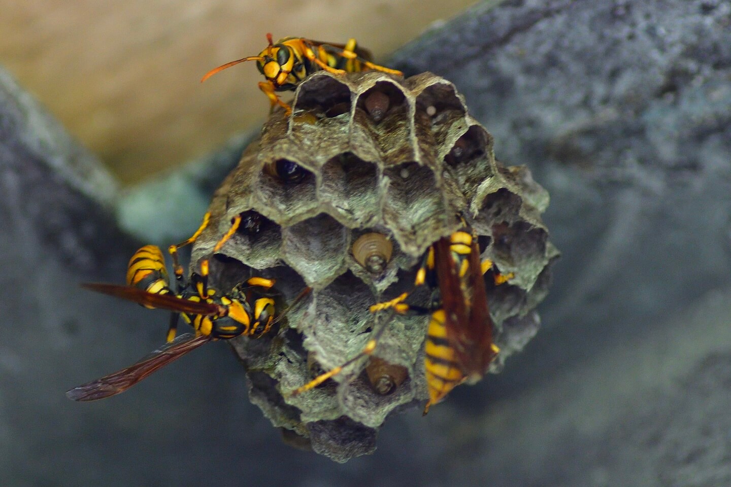 キアシナガバチの巣