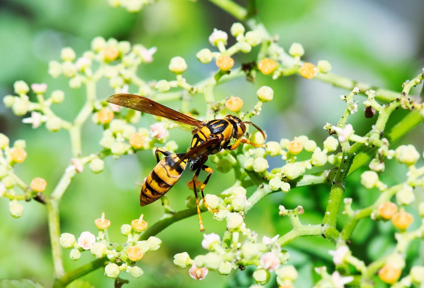 キアシナガバチ