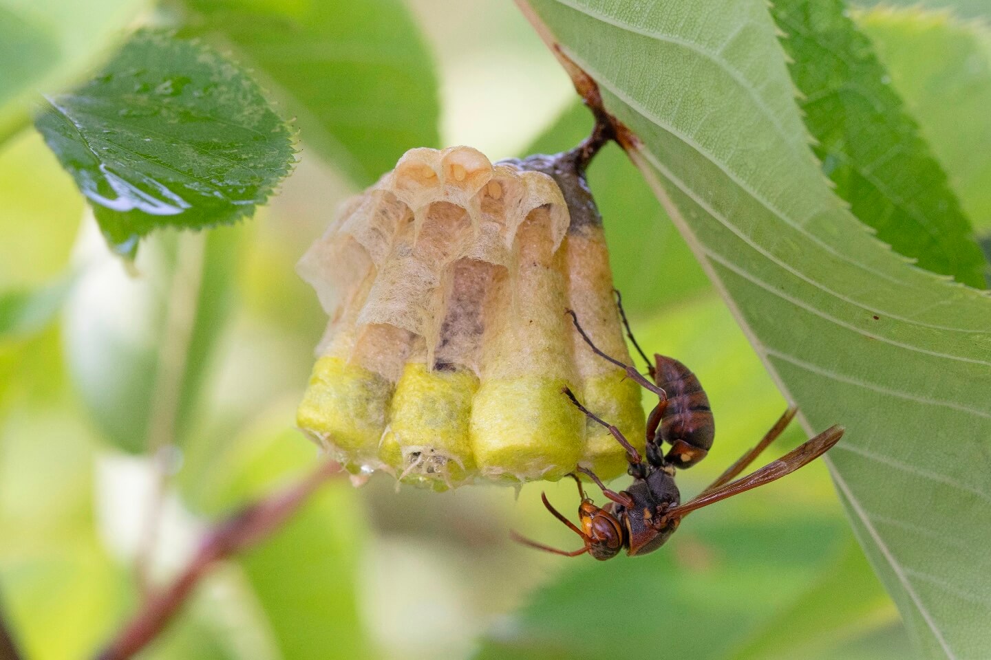 キボシアシナガバチの巣