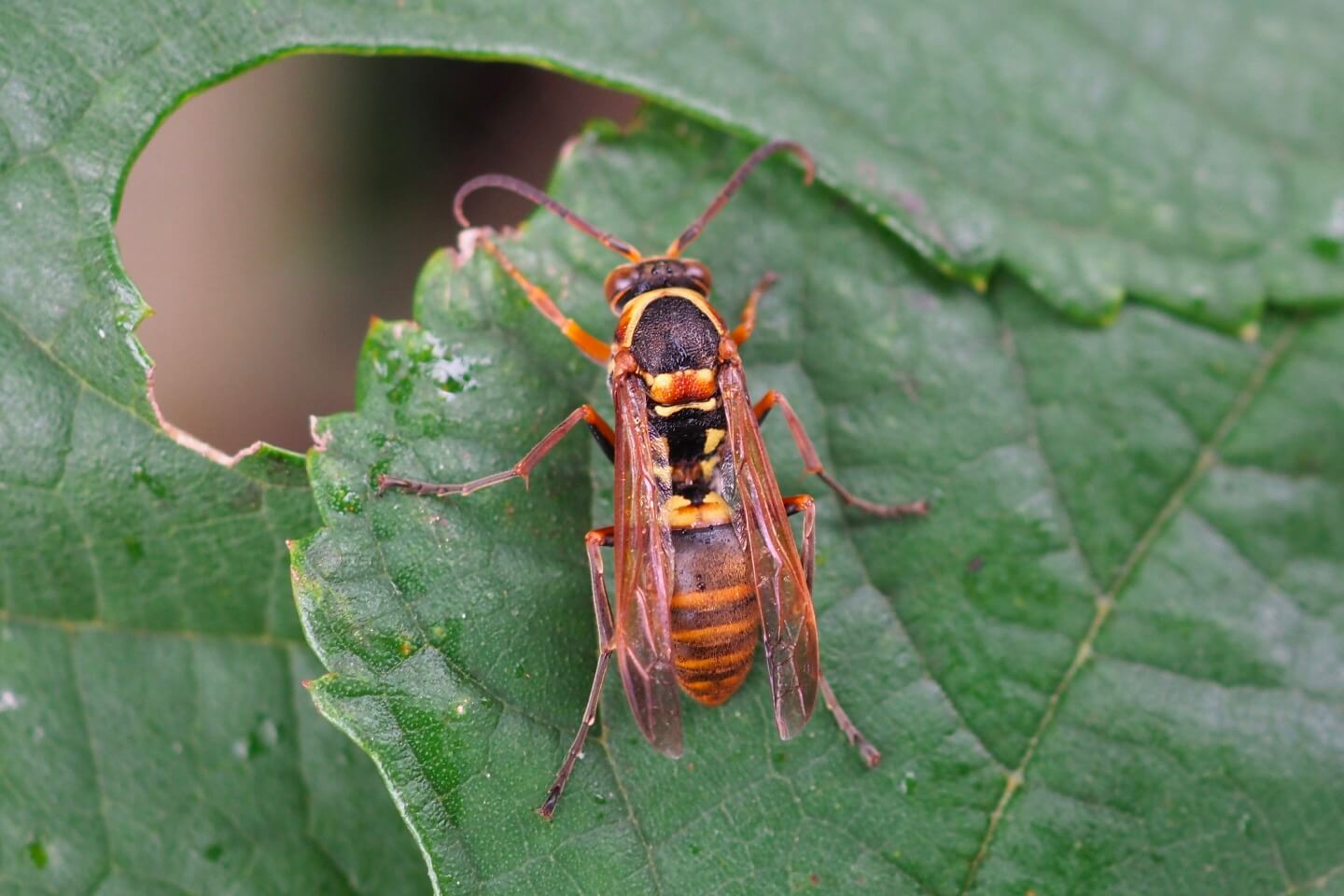 キボシアシナガバチ