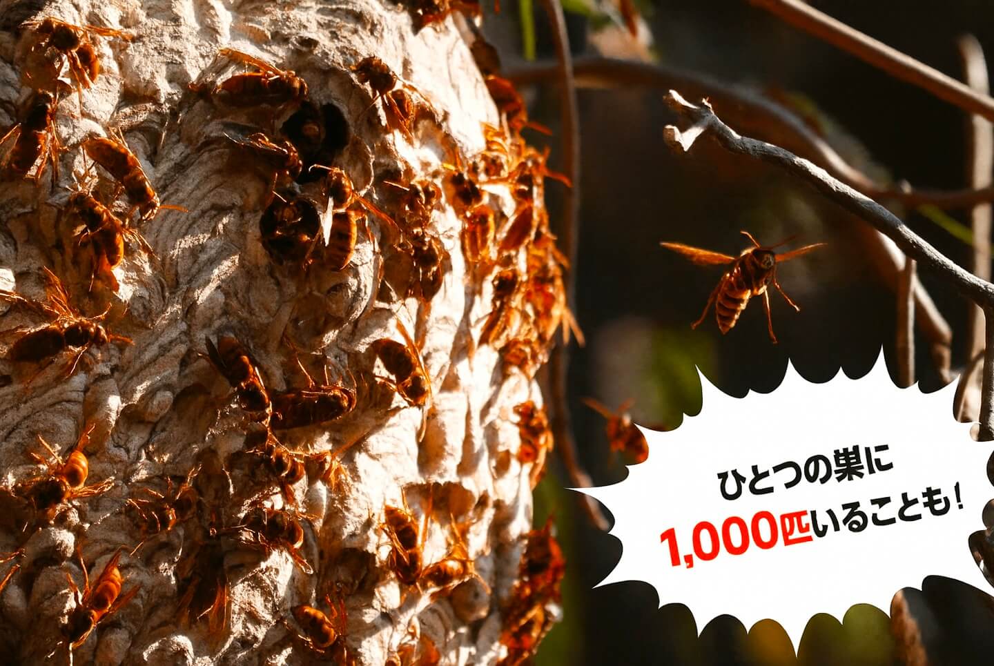 ひとつの巣に1,000匹いることも