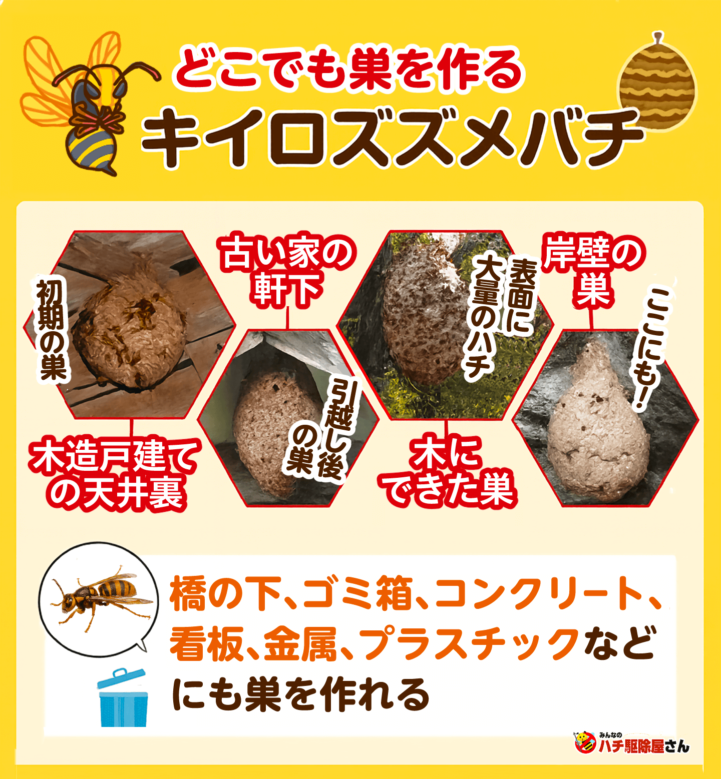 どこにでも巣を作れるキイロスズメバチ