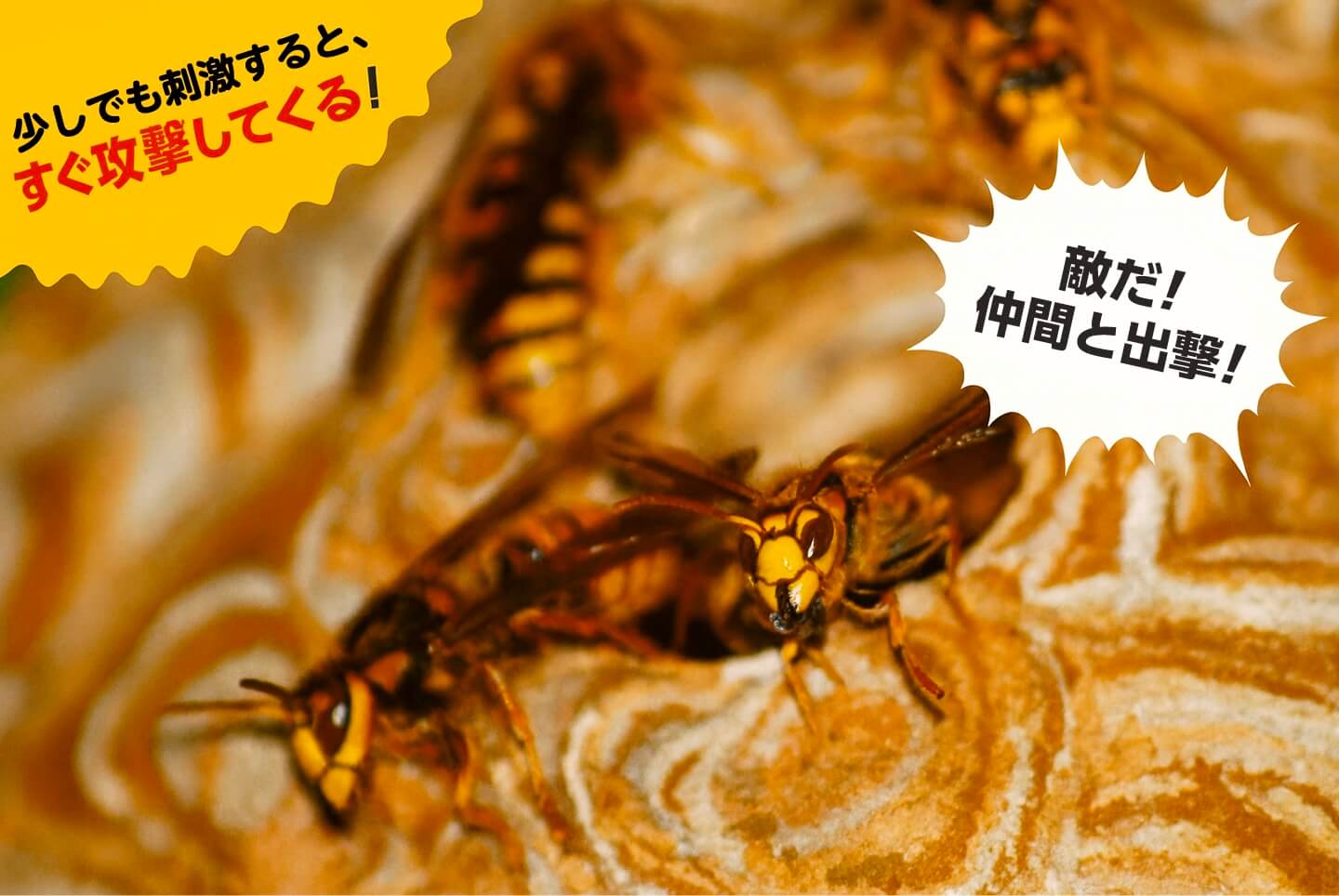 少しでも刺激すると、すぐ攻撃してくる