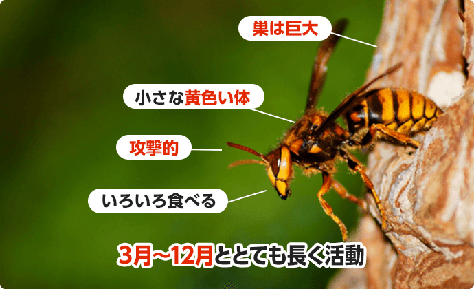 ３月〜12月ととても長く活動する。小さな黄色い体で、攻撃的なハチ。