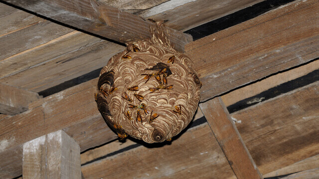 天井裏のキイロスズメバチの巣