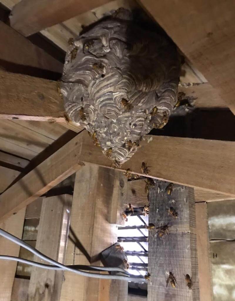 屋根裏にできたキイロスズメバチの大きな巣