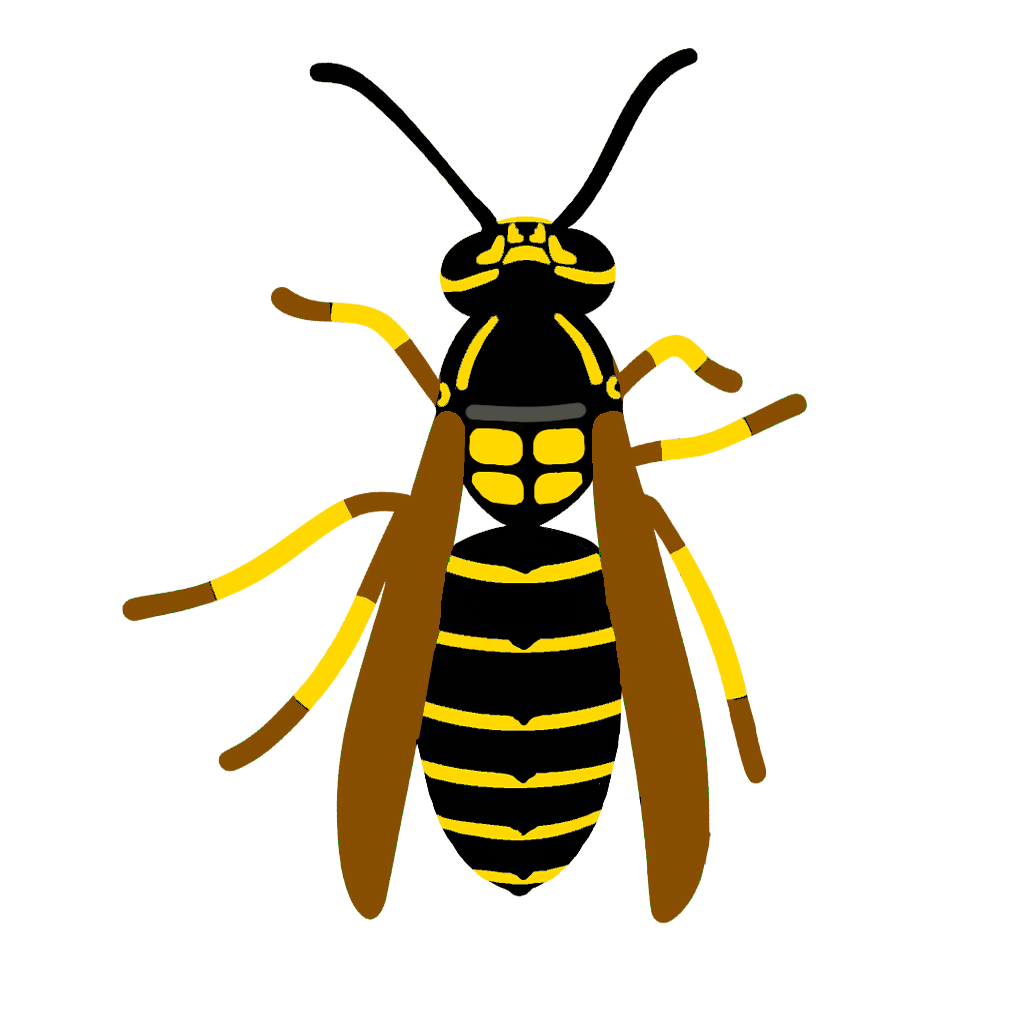 キオビクロスズメバチ