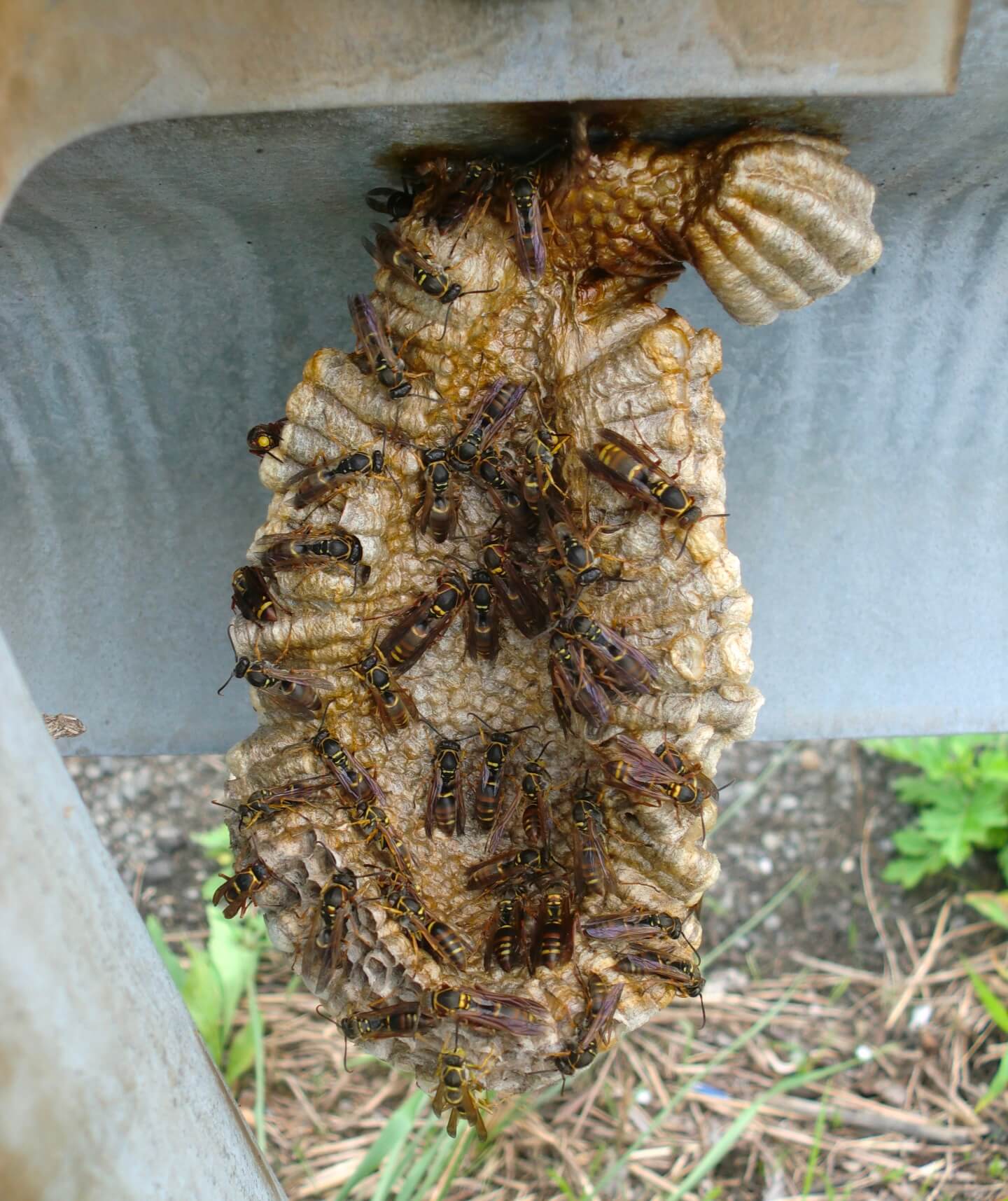 コアシナガバチの巣