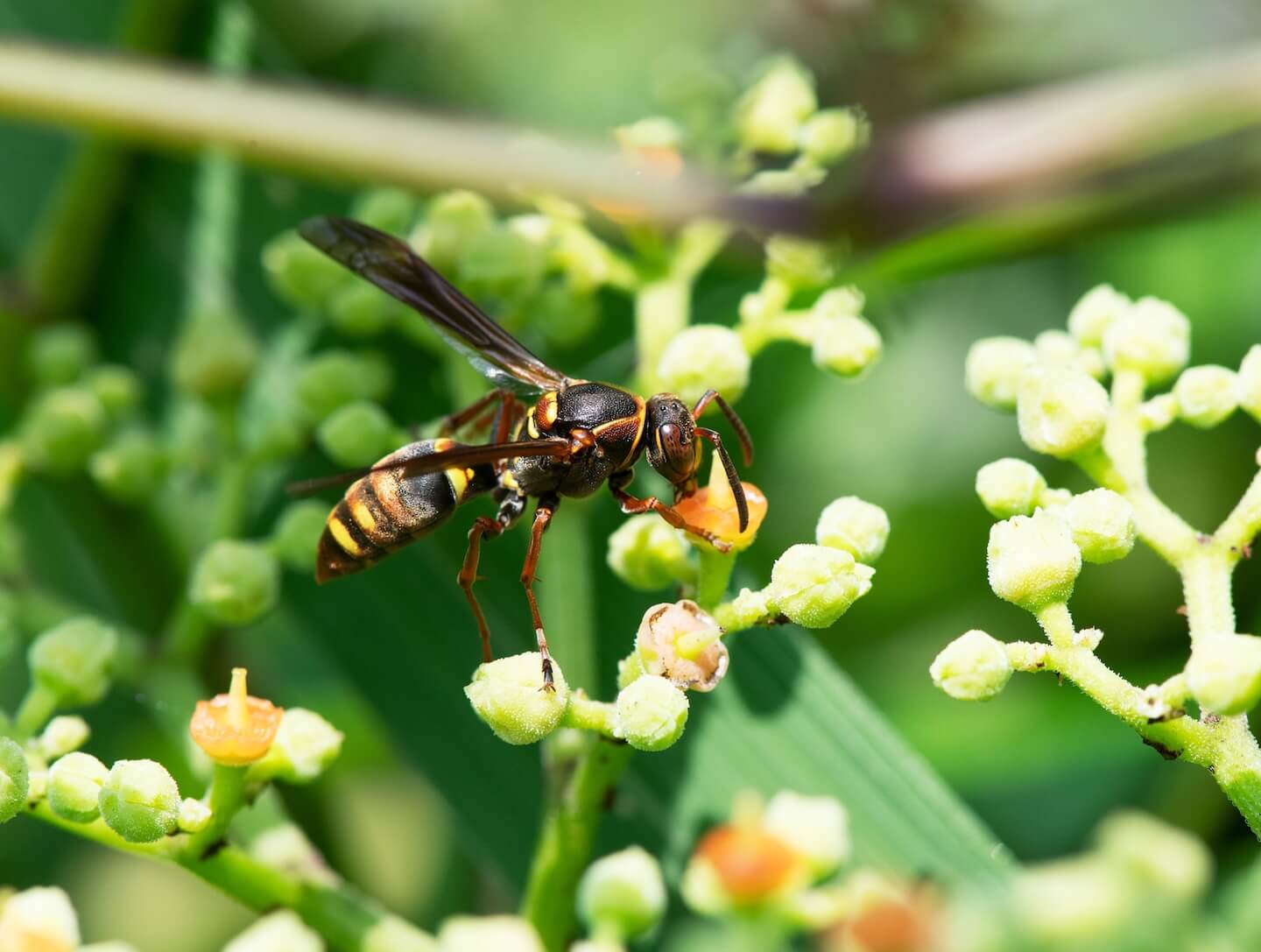コアシナガバチ