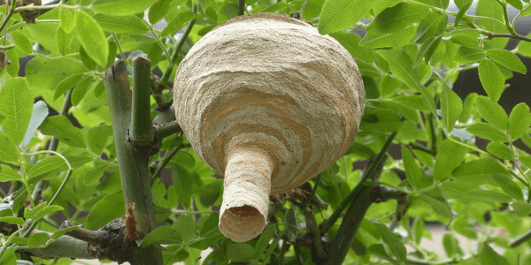 トックリ型の巣