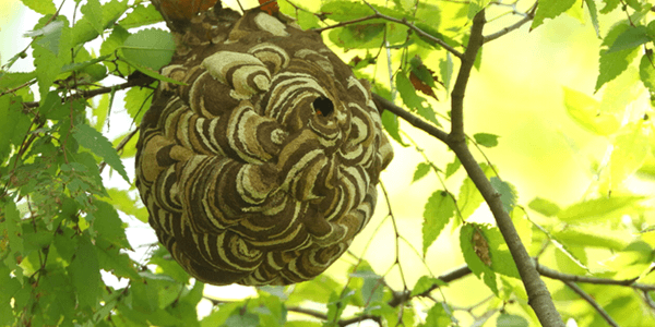 マーブル模様の丸い巣