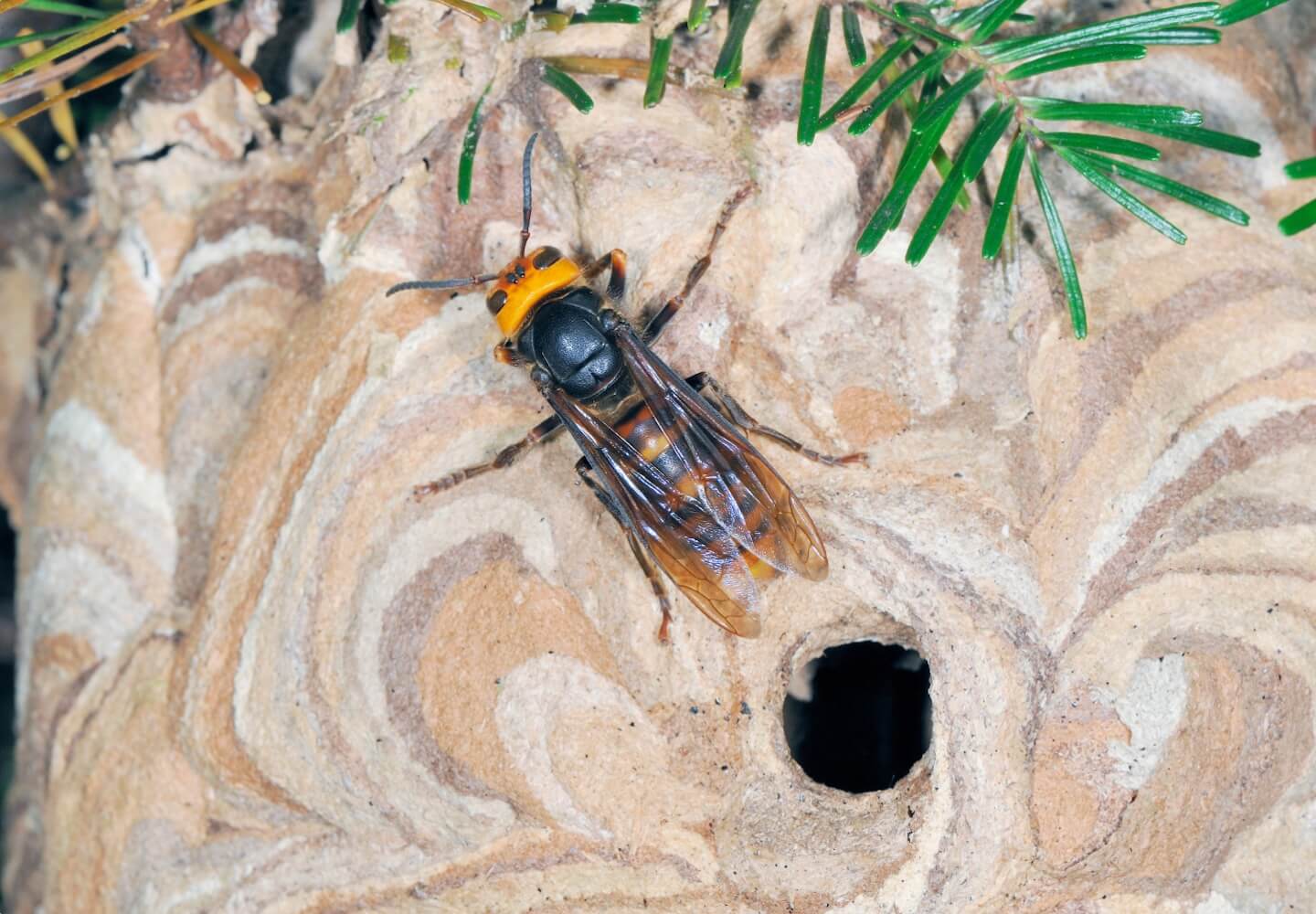 コガタスズメバチ